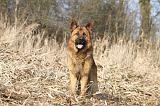 BERGER ALLEMAND 863